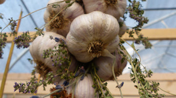 Don't throw out old, sprouting garlic -- it has heart-healthy antioxidants