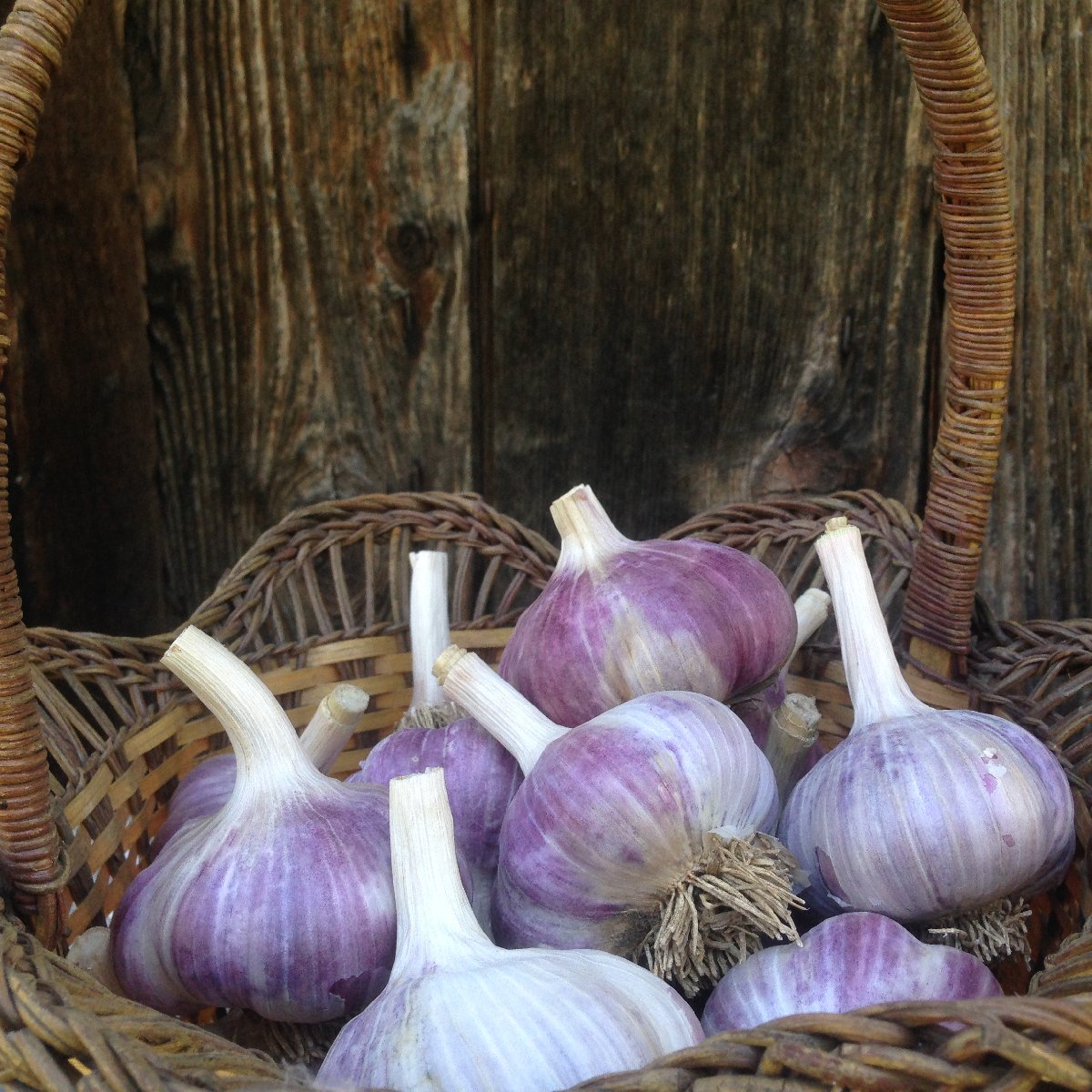 Garlic Confit – Red Lion Organic Farms