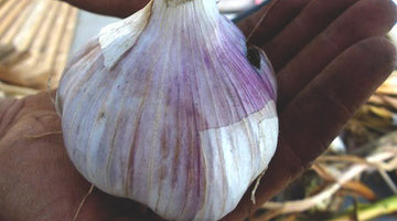 Garlic as an anti-fatigue agent