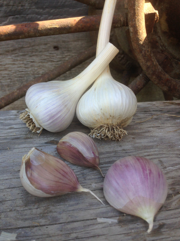 Music | Porcelain | Organic Seed Garlic