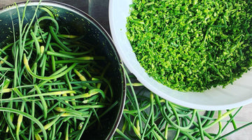 First batch of scapes are in!