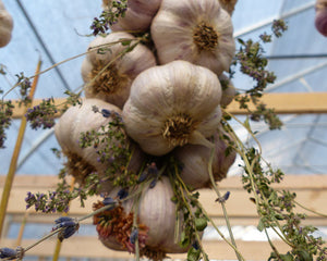 Don't throw out old, sprouting garlic -- it has heart-healthy antioxidants