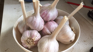 Storing Garlic in Wine or Vinegar and Refrigerating