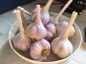 The Effect of Garlic on Good and Bad Bacteria