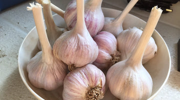The Effect of Garlic on Good and Bad Bacteria