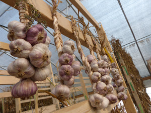 Drying Garlic