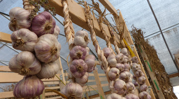 Drying Garlic