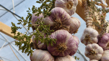How garlic can help you lose weight