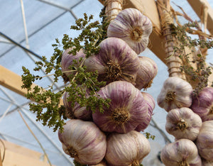 How garlic can help you lose weight