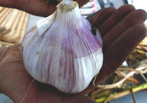 Garlic as an anti-fatigue agent