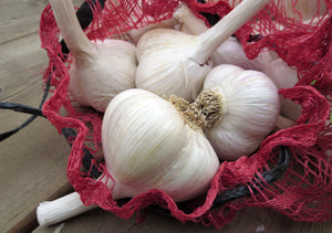 How to grow organic garlic