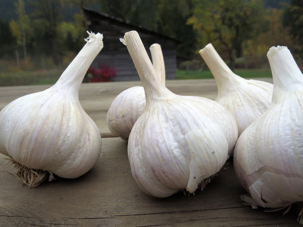 How to Buy and Store Garlic