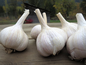 How to Buy and Store Garlic