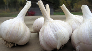 How to Buy and Store Garlic
