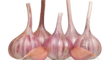Storing Garlic