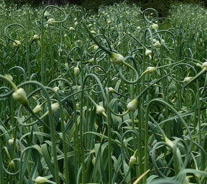 Did you know that you could grow garlic in containers?
