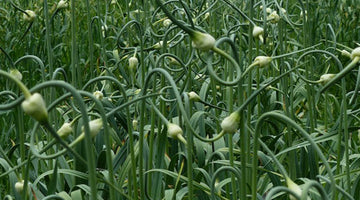 Did you know that you could grow garlic in containers?