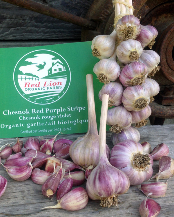 Chesnock Red | Purple Stripe | Organic Seed Garlic