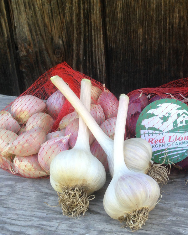 Culinary Music Porcelain Organic Garlic Small 1lb