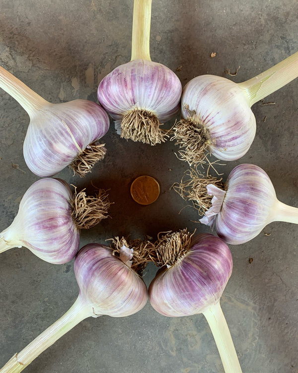 Culinary Red Russian Organic Garlic 1lb