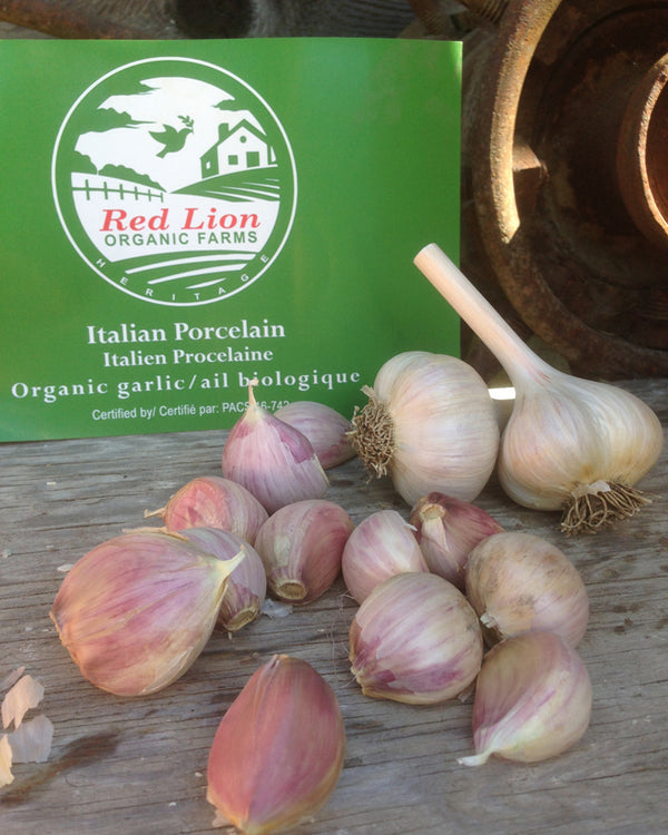Italian | Porcelain | Organic Seed Garlic