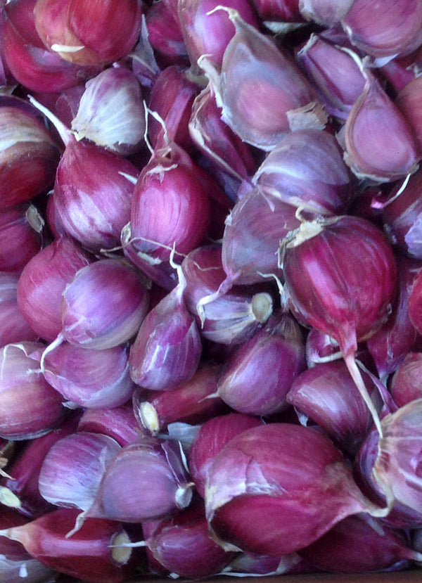 Pre-Cracked SEED Organic Garlic All Varieties 1lb
