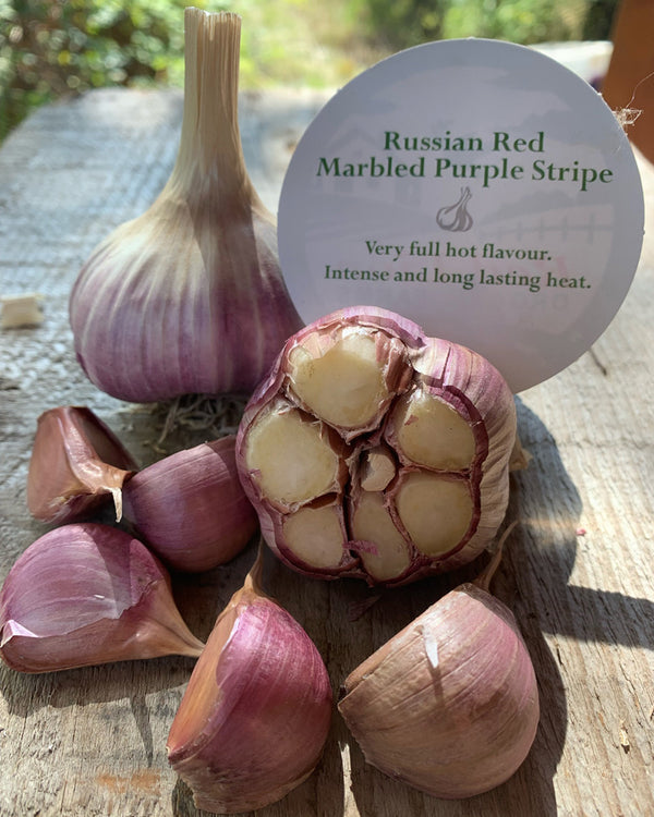 Russian Red | Marbled Purple Stripe | Organic Seed Garlic